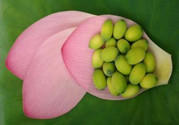 來(lái)例假能吃新鮮蓮子嗎?來(lái)月經(jīng)吃新鮮蓮子好嗎
