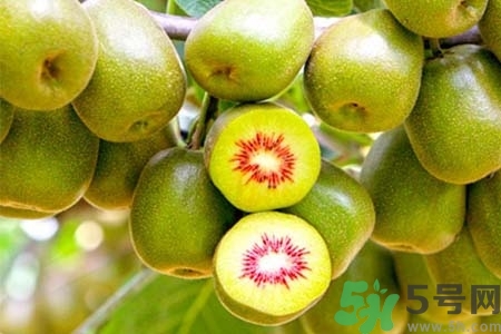 獼猴桃紅心黃心綠心哪個(gè)最好？黃心獼猴桃和紅心獼猴桃的區(qū)別