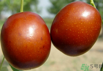 新鮮紅棗補血嗎？吃新鮮紅棗補血嗎？