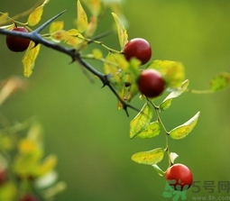 酸棗什么時候成熟？酸棗什么時候上市？