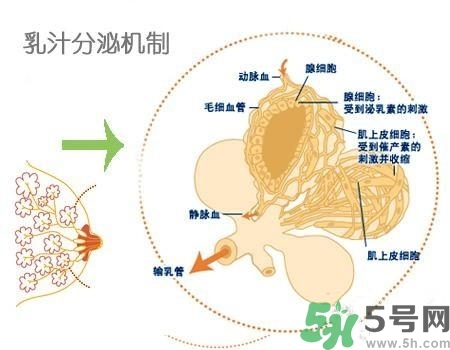 乳汁是怎樣形成的？怎樣才能讓乳汁更多？