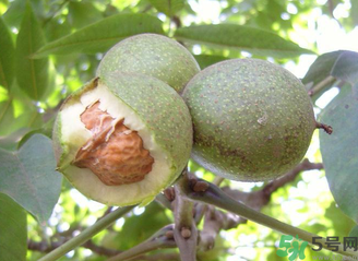 新鮮核桃吃多了會(huì)怎么樣？新鮮核桃吃多了會(huì)上火嗎？