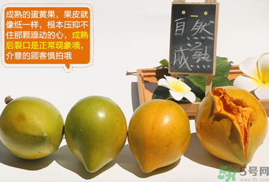 蛋黃果怎么催熟？生的蛋黃果如何催熟？