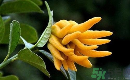 佛手果孕婦可以吃嗎？佛手果的功效與作用