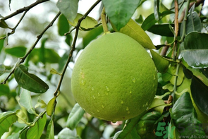 柚子沒(méi)熟能吃嗎?柚子沒(méi)熟怎么放熟? 柚子沒(méi)熟能吃嗎?柚子沒(méi)熟怎么放熟?
