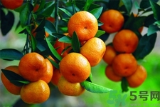 孕婦可以吃橘子嗎？孕婦吃橘子對(duì)胎兒有什么好處？