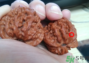 核桃長(zhǎng)蟲了還能吃嗎？核桃長(zhǎng)蟲子怎么處理？