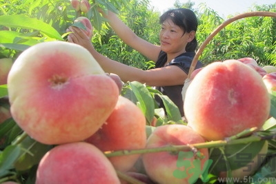 蟠桃孕婦可以吃嗎？蟠桃和水蜜桃的區(qū)別