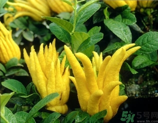 佛手果孕婦可以吃嗎？佛手果的功效與作用