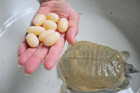 小孩能吃甲魚嗎？小孩能吃甲魚蛋嗎？