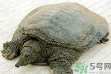 被甲魚咬了要打破傷風(fēng)嗎？被甲魚咬了怎么辦？