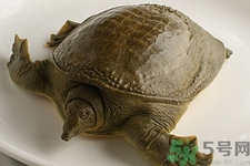 被甲魚咬了要打破傷風(fēng)嗎？被甲魚咬了怎么辦？