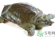 甲魚怎么殺？甲魚怎么處理？