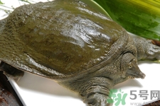甲魚(yú)怎么吃最有營(yíng)養(yǎng)？甲魚(yú)怎么吃最補(bǔ)身體？
