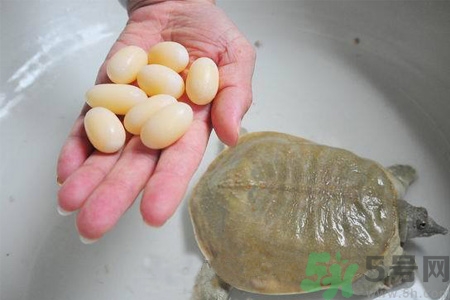 甲魚蛋能吃嗎？甲魚蛋怎么做好吃？
