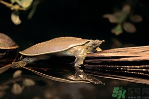 野生甲魚(yú)和養(yǎng)殖甲魚(yú)哪個(gè)好?野生甲魚(yú)和養(yǎng)殖甲魚(yú)的區(qū)別
