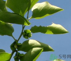 柿子葉怎么去斑？柿子葉祛斑偏方