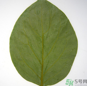 柿子葉能治糖尿病嗎？柿子葉茶能降血糖嗎？