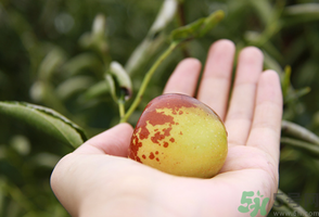 坐月子可以吃鮮棗嗎？產(chǎn)婦可以吃鮮棗嗎？