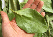柿子葉能治糖尿病嗎？柿子葉茶能降血糖嗎？