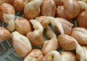 新鮮花生發(fā)芽能吃嗎？發(fā)芽的花生能吃嗎？