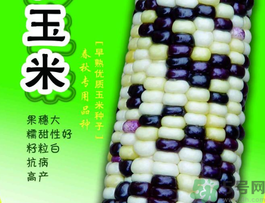 彩色玉米是轉(zhuǎn)基因嗎？彩色玉米能吃嗎？