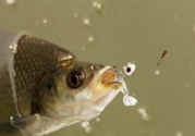 煮熟的玉米能釣魚嗎？煮熟的玉米能直接釣魚嗎？