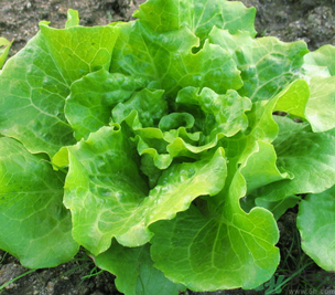 十月份種什么蔬菜？十月份適合種什么蔬菜？