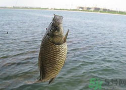 秋天釣魚用什么餌料？秋季釣魚用什么餌料好？