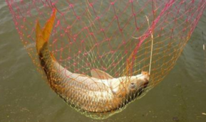 秋天釣鯉魚用什么餌料？秋天釣鯉魚餌料配方