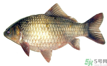秋天釣鯽魚(yú)用什么餌料？秋天釣鯽魚(yú)用什么味餌？