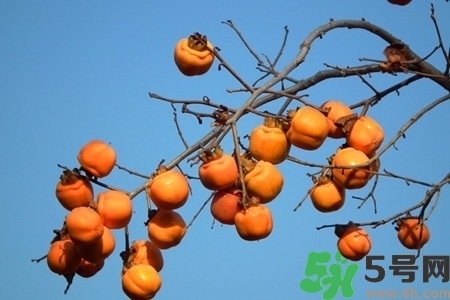 脆柿子是怎么做好吃？脆柿子的制作方法