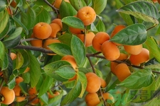 坐月子能吃脆柿子嗎？脯乳期可以吃脆柿子嗎？