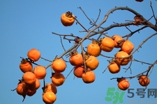 軟柿子和硬柿子能經(jīng)常吃嗎？脆柿子和軟柿子的區(qū)別