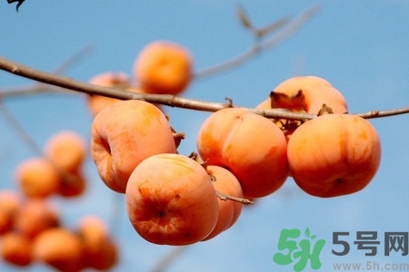 軟柿子和硬柿子能經(jīng)常吃嗎？脆柿子和軟柿子的區(qū)別