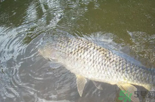 秋天釣魚用腥還是香？秋天釣魚用什么味型餌料？