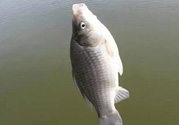 秋天釣鯽魚(yú)用什么餌料？秋天釣鯽魚(yú)用什么味餌？