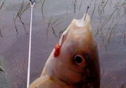 秋天釣魚用腥還是香？秋天釣魚用什么味型餌料？