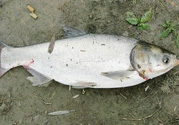 十月份可以釣魚(yú)嗎？十月份釣魚(yú)用什么餌料？