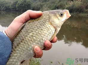 十月份釣鯽魚用什么餌？十月份釣鯽魚用什么餌料好？