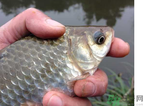 十月份釣鯽魚用什么餌？十月份釣鯽魚用什么餌料好？