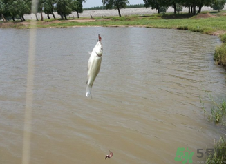 秋天釣魚深水還是淺水？秋天釣魚釣深水還是淺水？