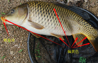 秋天釣鯉魚用什么小藥？秋天黑坑釣鯉魚用什么小藥？