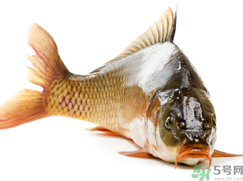 秋天釣鯉魚用什么小藥？秋天黑坑釣鯉魚用什么小藥？