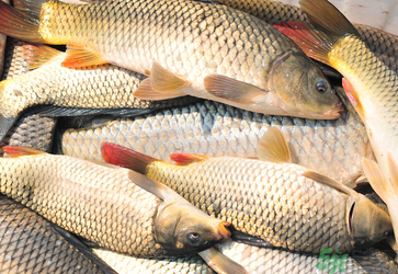 秋天釣鯉魚用什么小藥？秋天黑坑釣鯉魚用什么小藥？