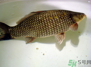 秋天黑坑釣鯽魚用什么餌料？秋天黑坑釣鯽魚餌料配方