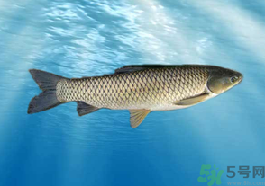 十月份草魚好釣嗎？十月份怎么釣草魚？