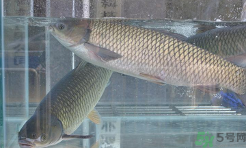 十月份草魚好釣嗎？十月份怎么釣草魚？