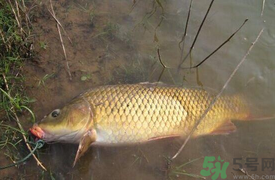 十月份可以釣鯉魚嗎？十月份釣鯉魚用什么餌？
