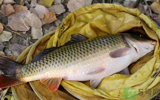 十月份可以釣鯉魚嗎？十月份釣鯉魚用什么餌？